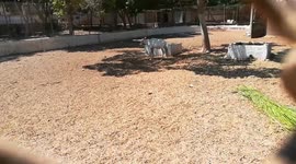 Rare Oryx Gemsbok Found In Giza Zoo