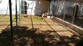 Family Of Common Eland deers Eats Grass In cave