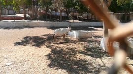 White Gemsbok Eats Breakfast In Zoo