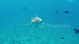 Do sharks smile? Diver in Polynesia has amazing free swim with dozens of them
