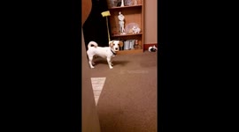 Butch the Jack Russell  hiding his mince pie