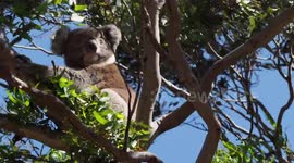Koala anxiously hangs onto eucalyptus tree branches in a strong wind