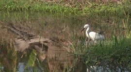 An egret bird performs some tap dancing in order to scare small fish so that he can catch them.