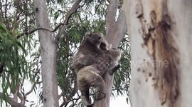 Mother koala climbs with her joey on her back, teaching it to feed itself