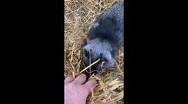 Pet silver fox has adorable time playing straw