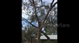 Koala roaring