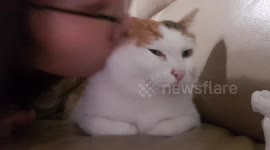 When I kissed my cat ...the cat treats me ...yelled at me