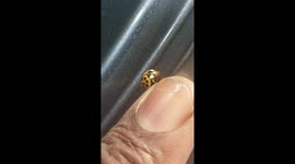 Ladybug playing with me at work wouldn't let me go to work