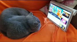 Cat Kasper watches cartoons on Samsung tab