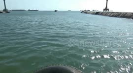 December-March cycle of the appearance of whale sharks in Probolinggo