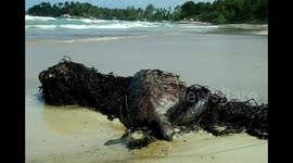 Rescue the green sea turtle caught on the net and spill oil in Bintan island, Indonesia