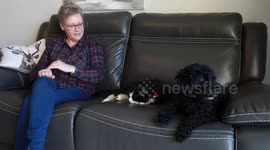 Meet the adorable cat and dog pairing who have become the most unlikely of pals
