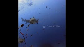 Bull shark Frenzy