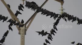 Group of black birds perched on electric tower fly scared