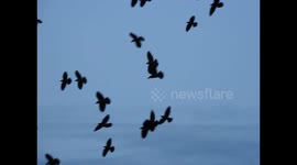 Slow motion of black birds in flight