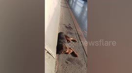 Heartwarming moment injured dog is rescued from motorway by kind drivers