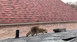 Mother raccoon collects baby from roof and scales down guttering of Toronto house