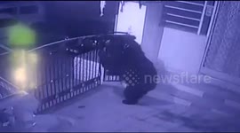 Huge sloth bear filmed climbing over neighbourhood gate in north India