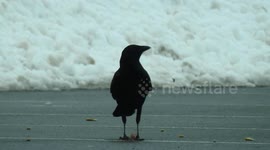 Corvid eats garbage in a parking lot with snow in the background