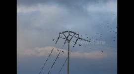 Slow motion of black birds flying and perching on electric tower