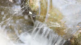 Small waterfall with bubbles, under spiders web