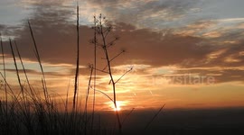 Orange sunrise and clouds with dry vegetation in the foreground