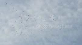 Storks circle in the blue sky