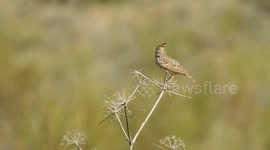 Bird flies out from the branch where it is perched
