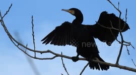Large black bird flaps wings to dry