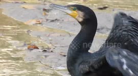 Great cormorant in the Manzanares river