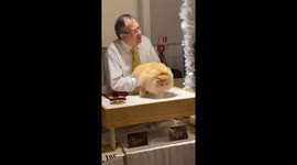'It's one of the best kittens I've ever seen!' Enthusiastic pet show judge loves this fluffy Persian cat