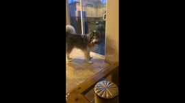 Husky refuses to go outside without forbidden toy