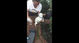 Play-Acting Pet Dog Yelps When Owner Pretends To Scold Him