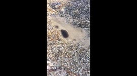 Beachgoers Mesmerised By Mass Of Black Swimming Creatures