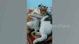 These two cats LOVE cuddling each other
