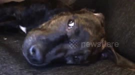 Grumpy puppy is less than impressed when owner kisses him