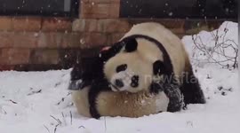 Adorable giant pandas play in snow at Chinese sanctuary