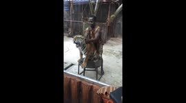 Controversial zoo in Thailand draws condemnation as trainer filmed forcing tiger to do tricks