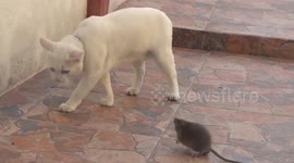 Rat has epic stand-off with family's pet cat after wandering into their front yard