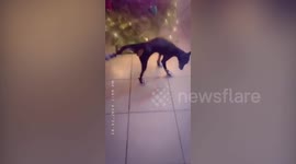 This dog struggles to get to grips with her new set of shoes