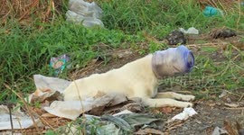 Stray dog rescued after spending five days with her head stuck in a plastic tub