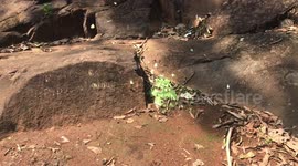 Green Butterflies are rare across the Globle, found in Similipal National park in Southern East India.