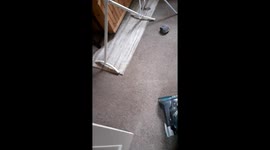 Jack Russell Puppy Butch attacking a vacume cleaner