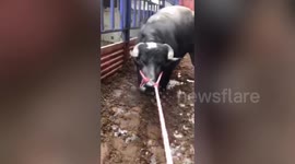 Pregnant cow rescued after video of it refusing to move to slaughterhouse goes viral in China