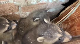 Family of raccoons cut out from inside garage wall at house in Toronto