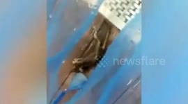 Mouse carcass found floating in Chinese gym's indoor swimming pool
