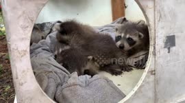 Baby raccoons found living inside swimming pool cabana in Toronto