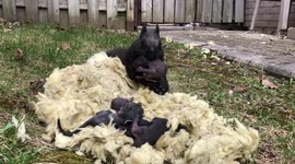 Mother squirrel collects her babies after being removed from nest inside Toronto house