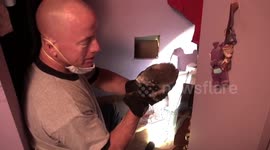 Wildlife control rescue crying baby raccoon trapped inside wall