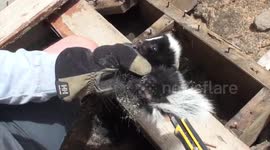 Several baby skunks stuck underneath decking in Toronto are rescued by wildlife control services